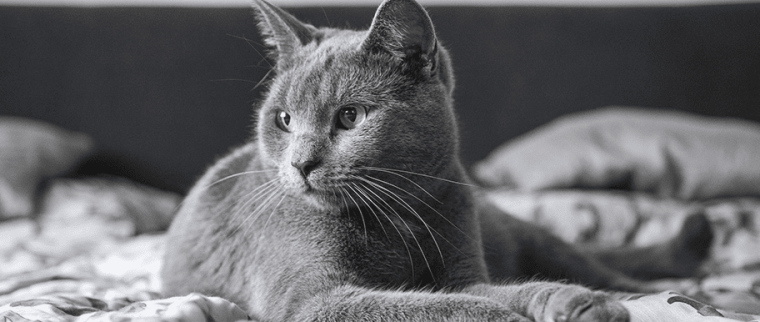 Gale des oreilles chat